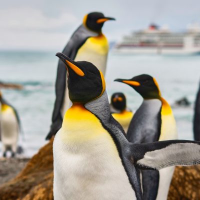 北極と南極の違いってなに？動植物や気温、歴史を比較