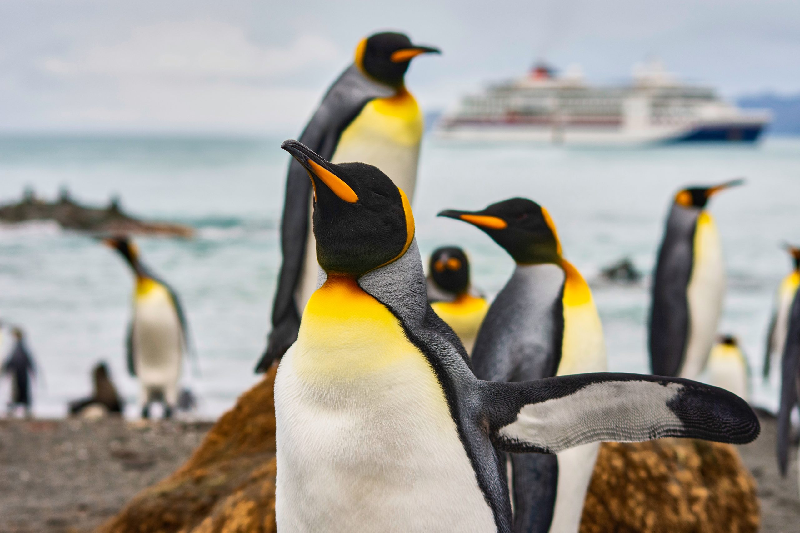 北極と南極の違いってなに?動植物や気温、歴史を比較