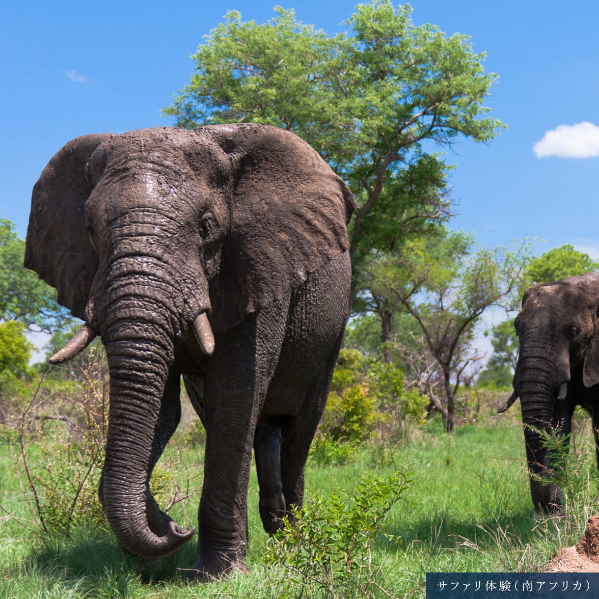 モアイ像(イースター島)