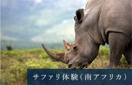 サファリ体験（アフリカ）