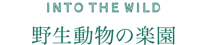 INTO THE WILD 野生動物の楽園