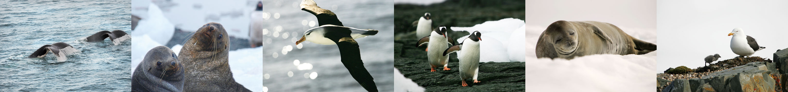 INTO THE WILD 野生動物の楽園