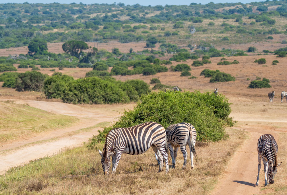 南極航路　アフリカ＆南米コース