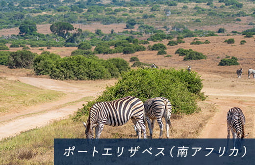 ポートエリザベス（南アフリカ）