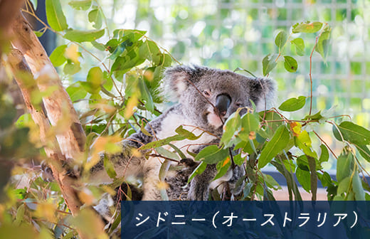 シドニー（オーストラリア）