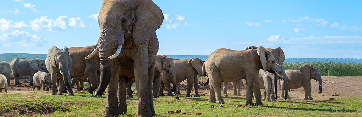 2025年12月発】神戸・横浜発 南太平洋・南米・アフリカコースの世界
